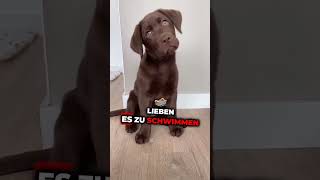 Die 3 Liebsten Hunderassen hunde hund hundefakten hundeverhalten hundeliebe [upl. by Aihn285]