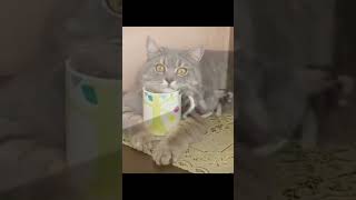 Funniest Cats 2024 😹 New Funny Animals 🤣 [upl. by Chimene]