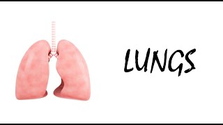 Complete Lungs Model Internal Structures and Neurovascular Supply [upl. by Adnirem]