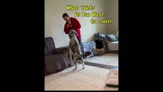 Lassies First Dog Tricks dogtraining dogtrainingtips [upl. by Billye]