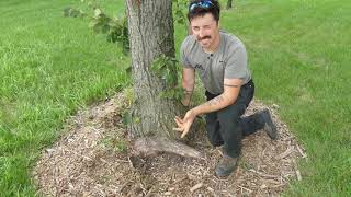 Stem Girdling Root Removal in Established Trees [upl. by Cirdla]