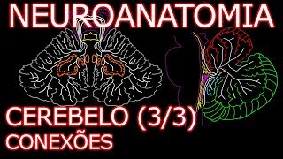 Aula Neuroanatomia  Cerebelo Conexões e Divisões Funcionais  Neuroanatomia Humana 83 [upl. by Atiuqa135]