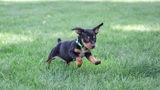 Mini Pinscher Puppies [upl. by Malvina]