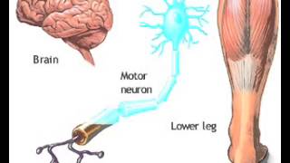 Nerve conduction CNS PNS Animation [upl. by Berard]