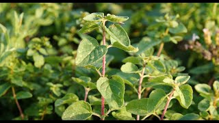 Oregano  o planta usor de ingrijit [upl. by Center4]