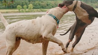 Pitbull dog vs Dogo Argentino  world dangerous dog fight [upl. by Shaver]