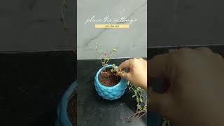 purslane propagation from stem cuttings shorts youtubeshorts shortvideo gardening plants asmr [upl. by Htims932]