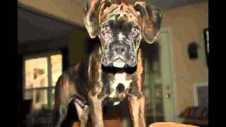 Reverse Brindle Boxer [upl. by Inot]