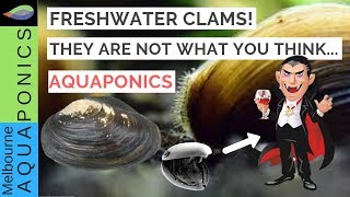 The truth about freshwater clams mussels [upl. by Chastity]