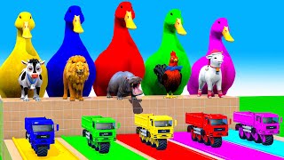 5 Giant Duck CowHippoSheepMammothGorillaLion Paint Wild Animals Crossing Fountain Animation [upl. by Oelc759]