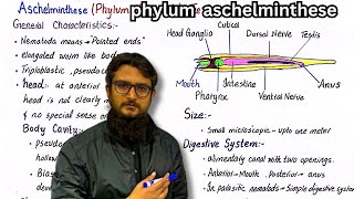 Phylum aschelmenthese  General characteristics of phylum nematoda [upl. by Lundell411]