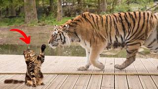 Incredible Cats vs Wild Animals Caught On Camera [upl. by Ahcire]