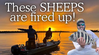 Come to the 10K Islands with me and learn the KEY to limiting out on SHEEPHEADS😎 Secret Bait [upl. by Migeon]