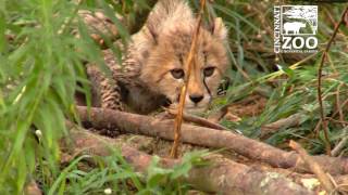 Ensuring Survival of GeneticallyValuable Cheetah Cub  Cincinnati Zoo [upl. by Nomrac208]