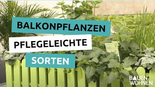 Balkonpflanzen – pflegeleichte Sorten pflanzen pflegen düngen [upl. by Yks]