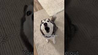 Arguing With A Talking Husky Goes Wrong 👀😳 [upl. by Regazzi876]