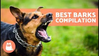 The Best Videos of DOGS BARKING 🐶🐾 BARKING of Angry Happy and Funny DOGS [upl. by Newmann]