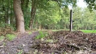 Walking route of the forest Putten  Gelderland  Netherlands 🇳🇱 Beginning of autumn 2024 [upl. by Anert]