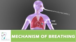 MECHANISM OF BREATHING PART 01 [upl. by Meier]