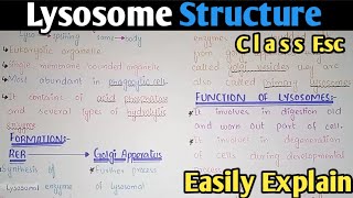 Lysosome Structure And Functions  Class 11 Biology [upl. by Neb]