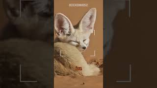 A INCRIVEL RAPOSA DO DESERTO  FENNEC FOX shorts animaisselvagens curiosidades [upl. by Petigny]