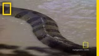 Anaconda Attacks  National Geographic [upl. by Rma839]