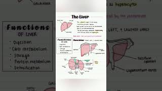 liver PHYSIOLOGY and lobes of livers [upl. by Merkle25]