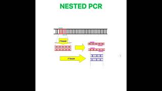 Biologia molecular— NESTED PCR [upl. by Valtin]