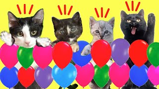 Gatos Luna y Estrella en el desafío de la pared de globos con las gatitas  Videos de gatitos [upl. by Yesnel]