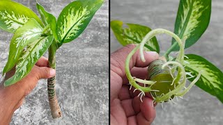 How to grow Dieffenbachia Plant in water [upl. by Arlo291]