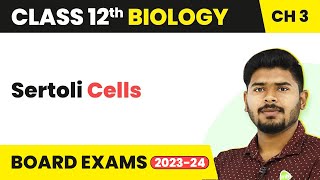 Sertoli Cells  Human Reproduction  Class 12 Biology 202223 [upl. by Nwahsir947]