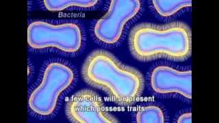 Antimicrobial Resistance Mechanisms [upl. by Bjorn922]