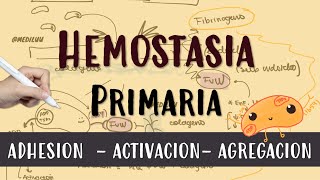 HEMOSTASIA PRIMARIA plaquetas vonWillebrand endotelio fibrinogeno Activacion Amplificacion [upl. by Adianez]