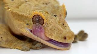 Crested Gecko Licks Eye [upl. by Ainivad126]