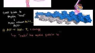 Heart muscle contraction  Myosin and actin [upl. by Annasor766]