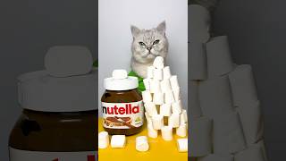 Not everything can be dipped in Nutella 🤔❓ cuddleclawshow catchef cute nutella funny [upl. by Naerb]