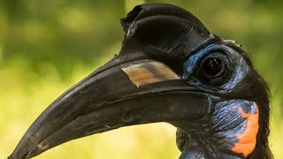 Àkàlàmàgbò  Abyssinian Ground Hornbill [upl. by Pampuch286]