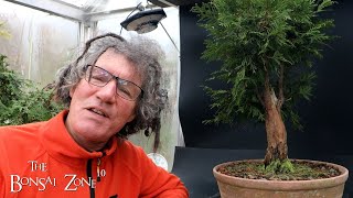 Pruning My Cathedral Style Cedar The Bonsai Zone Nov 2023 [upl. by Fair]