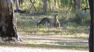 Undara Camping Ground Kangaroos [upl. by Nolos723]