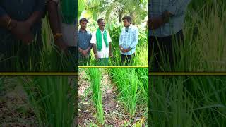 పండ్ల తోటలో వరి వారెవ్వా అంటున్నారు farming agriculture raitunestham [upl. by Netsoj]