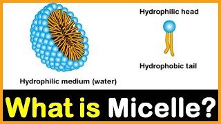 What is Micelle  Hindi  Dr Priyank Singhvi [upl. by Riordan]