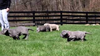 Neapolitan Mastiff Puppies For Sale [upl. by Anyale]