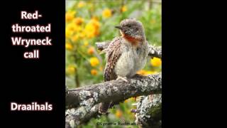 Red throated Wryneck call [upl. by Lua979]