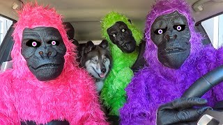 Funny Gorillas Surprise Kakoa with Car Ride Chases [upl. by Anelys]