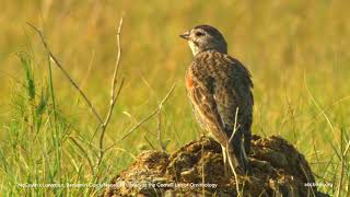 Thickbilled Longspur [upl. by Cianca]