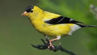 Ojibwe Word of the Day Aginjibagwesi ᐊᑭᓐᒋᐸᑴᓯ᙮ A goldfinch literally the leaf counter [upl. by Hinch90]