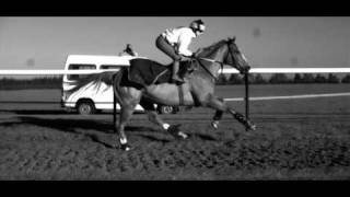 Galloping Horse in Super Slow Motion [upl. by Zins]