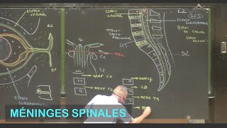 Anatomie des méninges spinales Neuroanatomie 2 [upl. by Rondi]