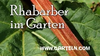 Rhabarber im eigenen Garten anbauen [upl. by Gillette]