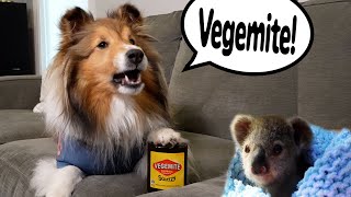 quotI Want me some VEGEMITEquot 😆🐶💕 Subscribe amp Share on Cricket quotthe sheltiequot Chronicles e363 [upl. by Eatnoj506]